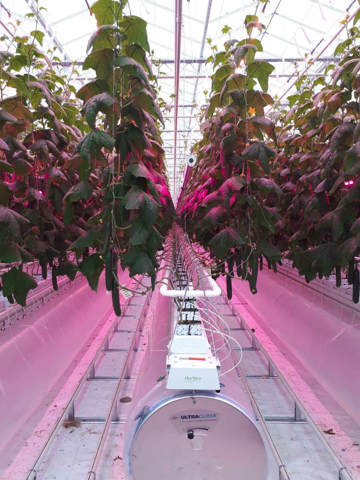Ultra-Clima Greenhouse 1 - Cheminant FR Cheminant FR - Ultra-Clima Greenhouse - KUBO